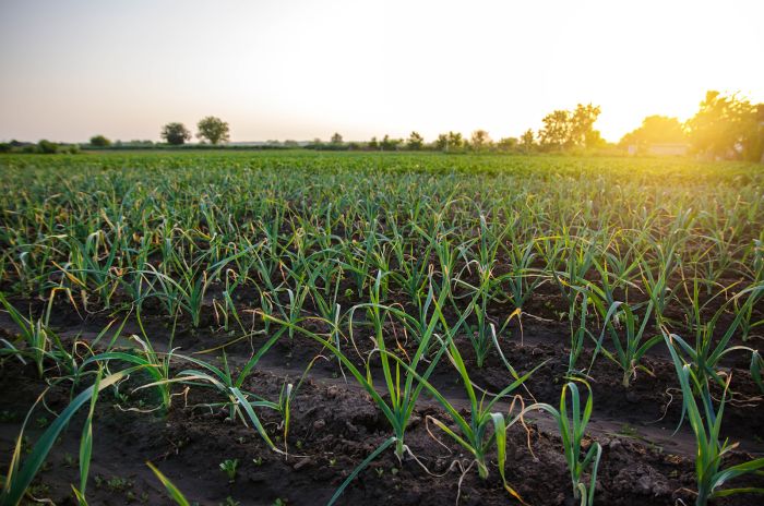 Feld Sonnenuntergang Knoblauchsland