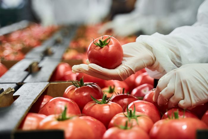 Tomaten prüfen